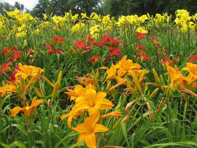 Hemerocallis_Juli_11_ue.jpg