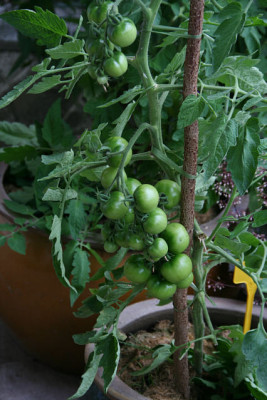Tomaten_Goldtropfchen0111.jpg