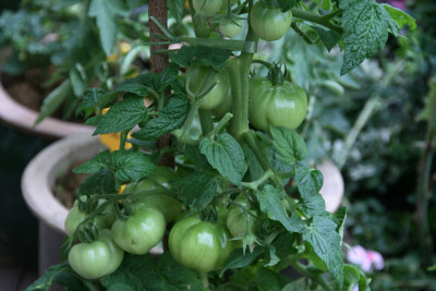 Tomate_Rosovij_Flamingo0111.jpg