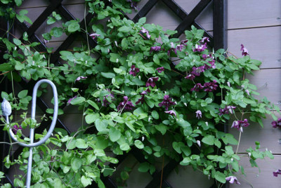 Cl.vit.purpurea_Plena_Elegans0511.jpg