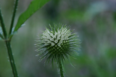Wollige_Karde0711.jpg