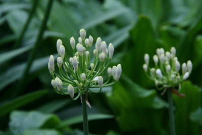 Agapanthus3611.jpg