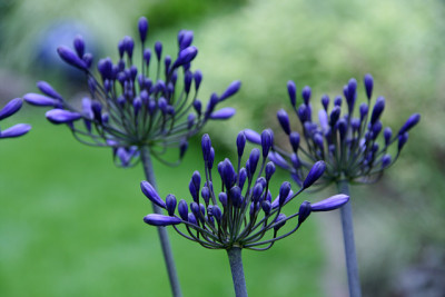Agapanthus3711.jpg