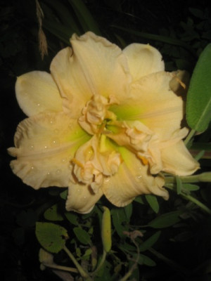 hem_2011_schnickelfritz.jpg