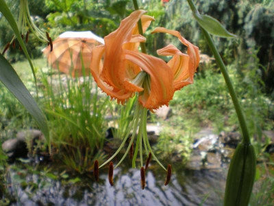 GP_Lilium_henryi_2011e.jpg