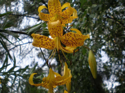 GP_Lilium_leichtlinii_2011e.jpg
