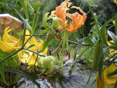 GP_Lilium_fargesii_henryi_leichtlinii_2011e.jpg