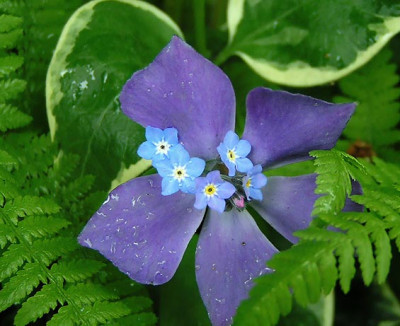Myosotis_Vinca.jpg