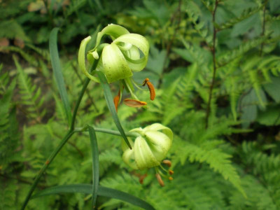 GP_Lilium_fargesii_2011e.jpg