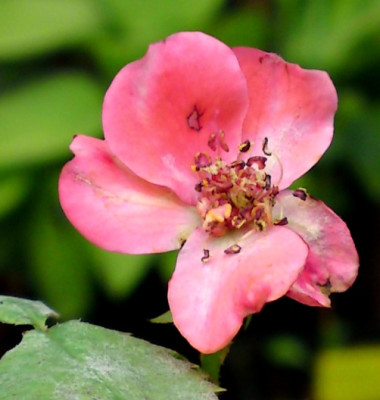 DSC00437a.jpg