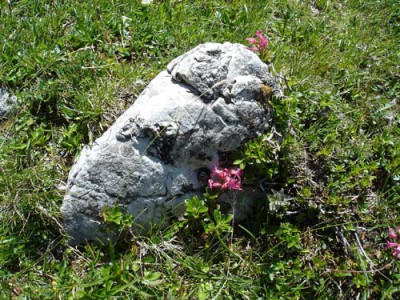 rofanlpenrosen.jpg