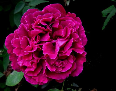 Basant_Sa.0801_RIMG0599.JPG