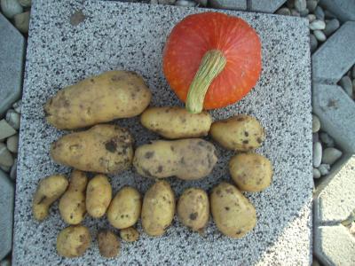 KartoffelnundKurbis.jpg