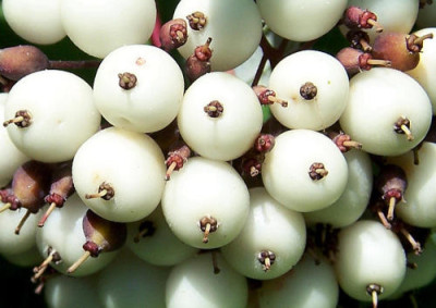 Cornus_sibirica.jpg