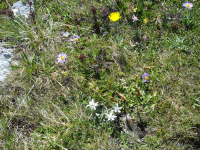 rofanblumen.jpg