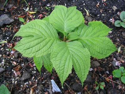 Deinanthe_caerulea_China.jpg