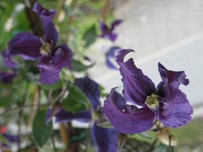 Clematis_Pamiat_Serdtza_1.jpg