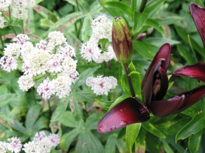 Astrantia_mit_Landini.jpg
