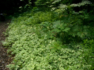 IMGP9977.jpg