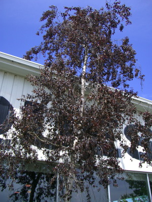 IMGP0043.jpg