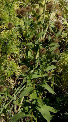 centaurea-unbekannt-150711.jpg