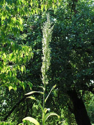 veratrum-199.jpg