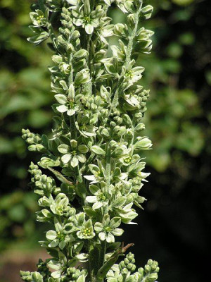 veratrum-201.jpg