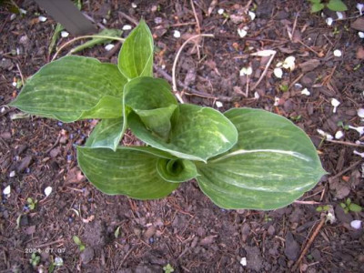 Hosta_Spilt_Milk.JPG