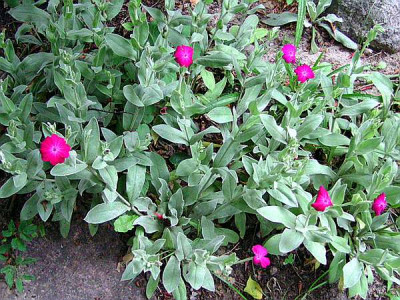 Rote_Blume.jpg