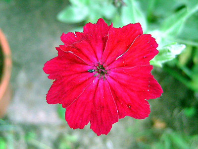 Rote_Blume1.jpg