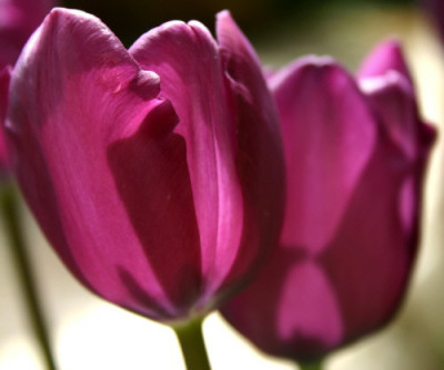 tulpensonne.jpg