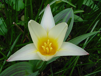 tulipa_die_erste2.jpg