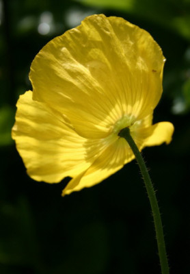 mohnsonne.jpg