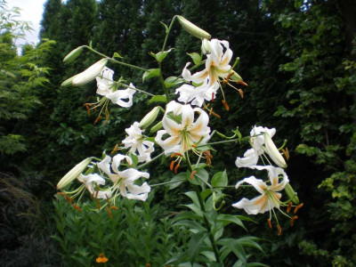GP_Lilium_Lady_Alice_2011e.jpg