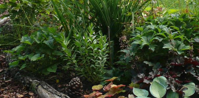 amsonia_tabernaemontana_2011-06-20_050k.jpg