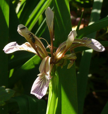 iris_foetidissima_2011-06-28_218k.jpg