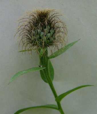centaurea-unbekannt-knospe.jpg