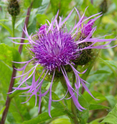 centaurea-unbekannt-blute.jpg