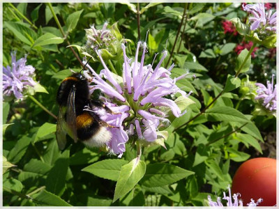 Hummel06.JPG