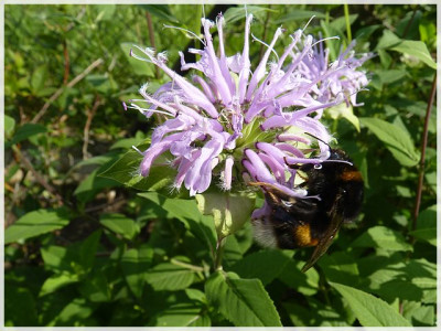 Hummel01.JPG