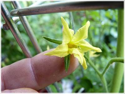 Rosa_del_Ticino_Flower01.JPG