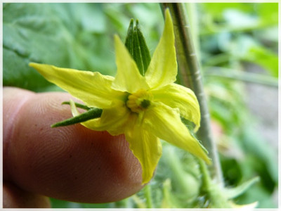 Apollo_Improved_Flower01.JPG