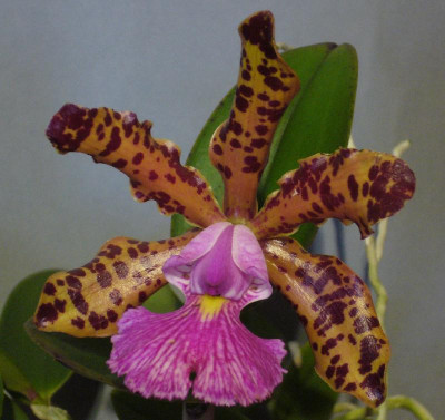 Cattleya_Peckhaviensis_800x800_80KB.jpg
