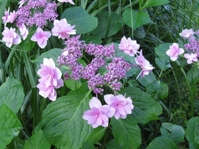 Hydrangea_macrophylla_Shamrock_2.jpg