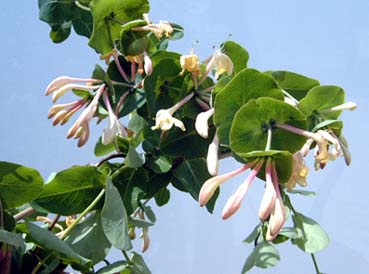DSCF7167_verkleinert.jpg