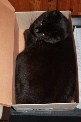 Kartonkatze.jpg