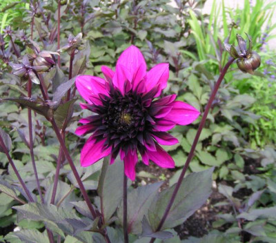 Dahlia_LGS.jpg