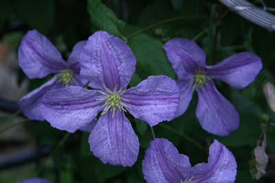 Cl.vit.Emilia_Plater3411.jpg