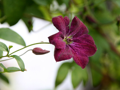 Cl.vit.Royal_Velour1111.jpg