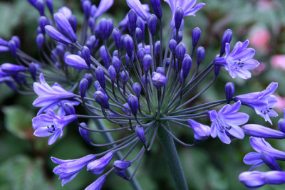 Agapanthus4011.jpg